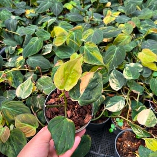 Philodendron Micans Variegated - Pre Order