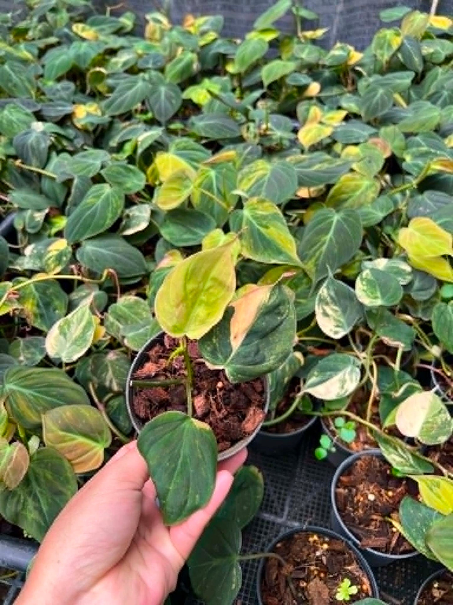 Philodendron Micans Variegated - Pre Order