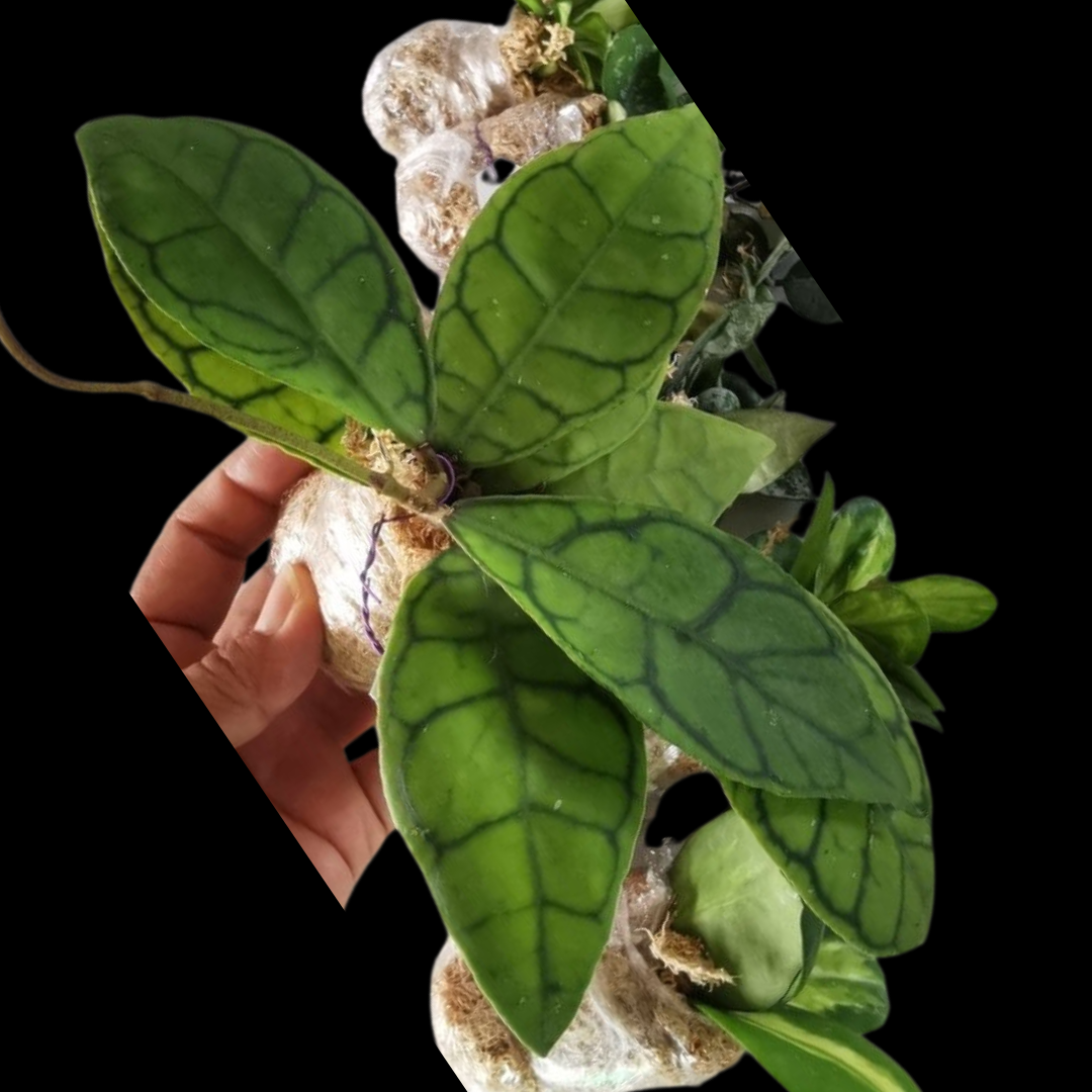 Hoya callistophylla big leaves- Large (PRE-ORDER)-JULY54