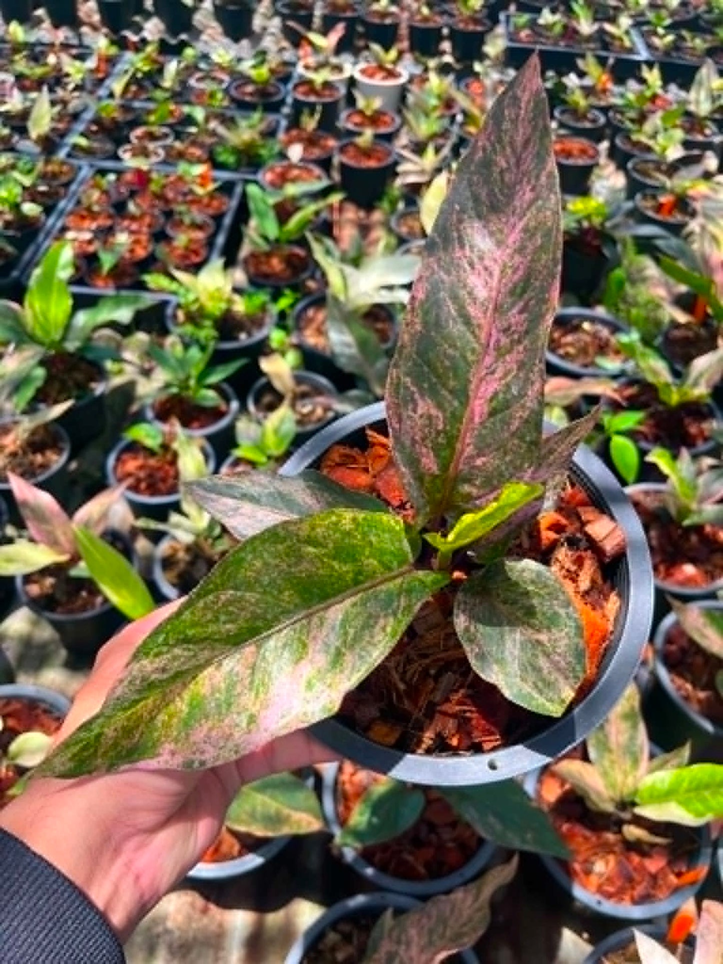 Anthurium 'Renaissance' Variegated - Pre Order