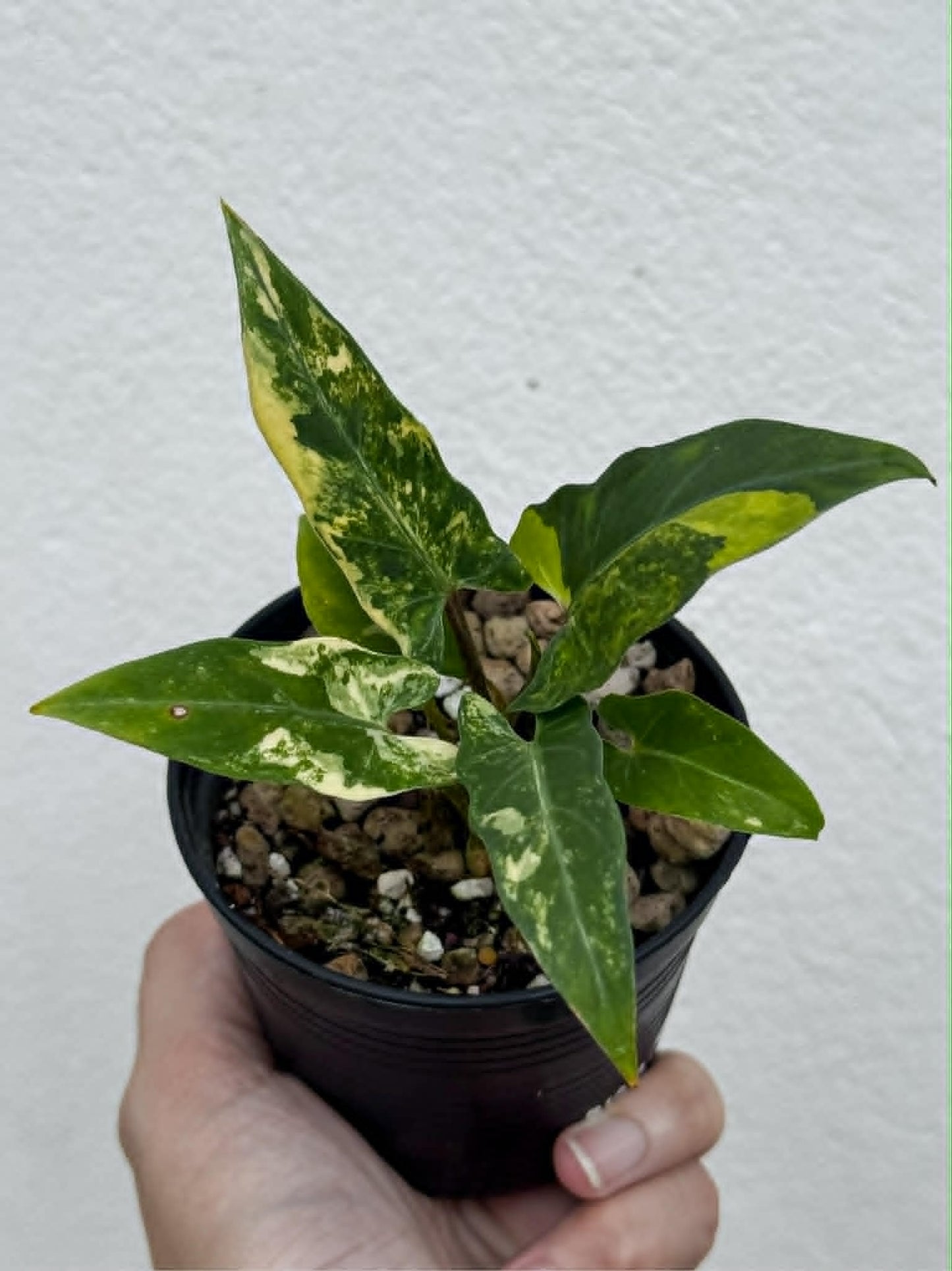 Alocasia Lauterbachiana Aurea - Pre Order