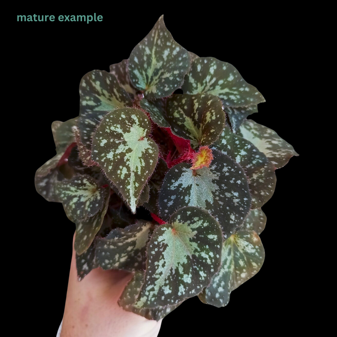 Begonia U074 (PRE-ORDER)