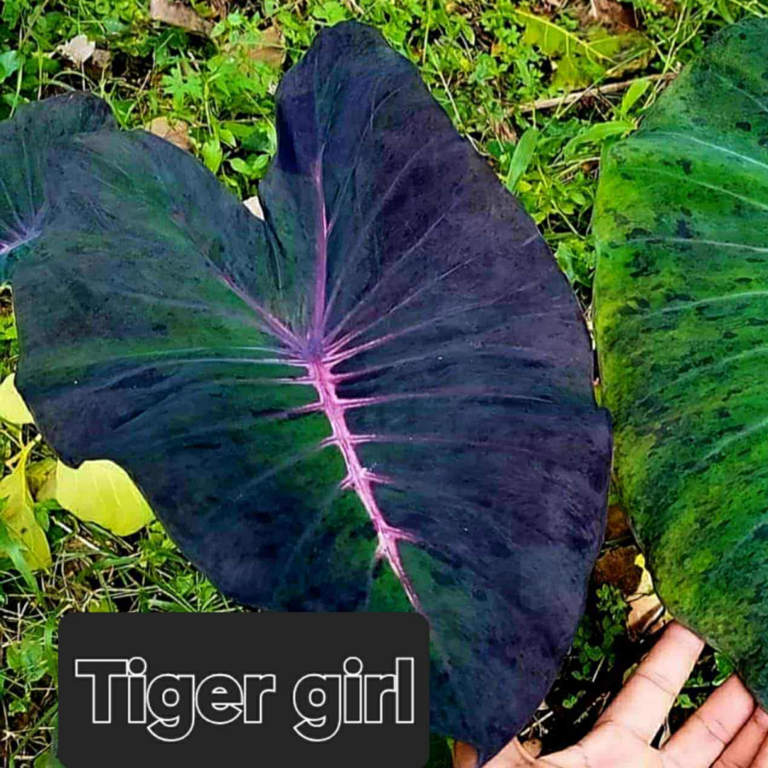 Colocasia Tiger Girl - (PRE-ORDER)
