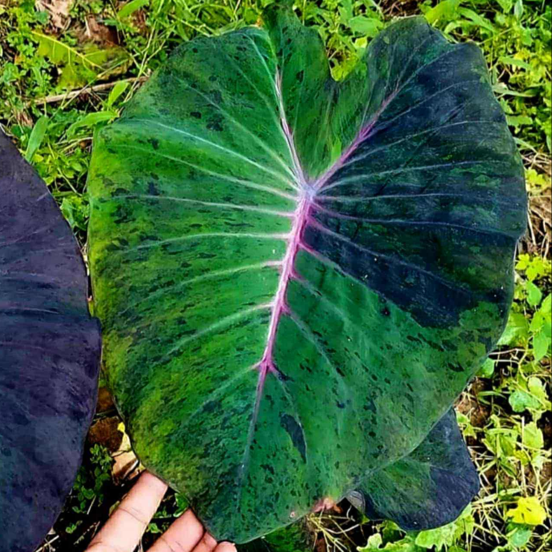 Colocasia Tiger Girl - (PRE-ORDER)