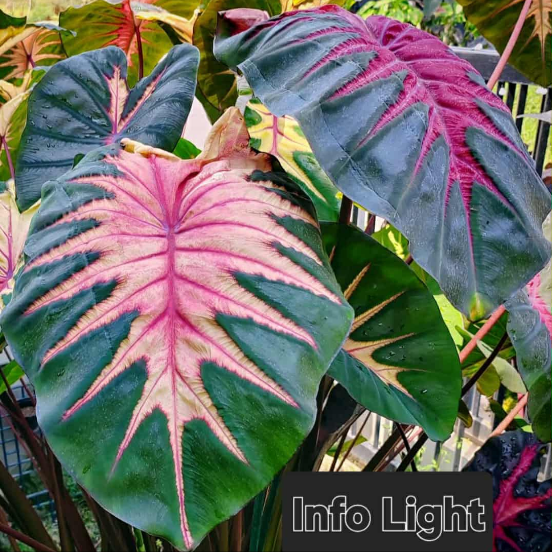 Colocasia Info Light - (PRE-ORDER)