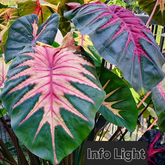 Colocasia Info Light - (PRE-ORDER)