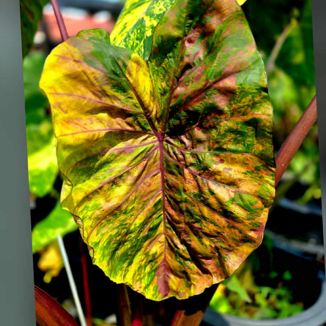 Colocasia Candy Crush - (PRE-ORDER)