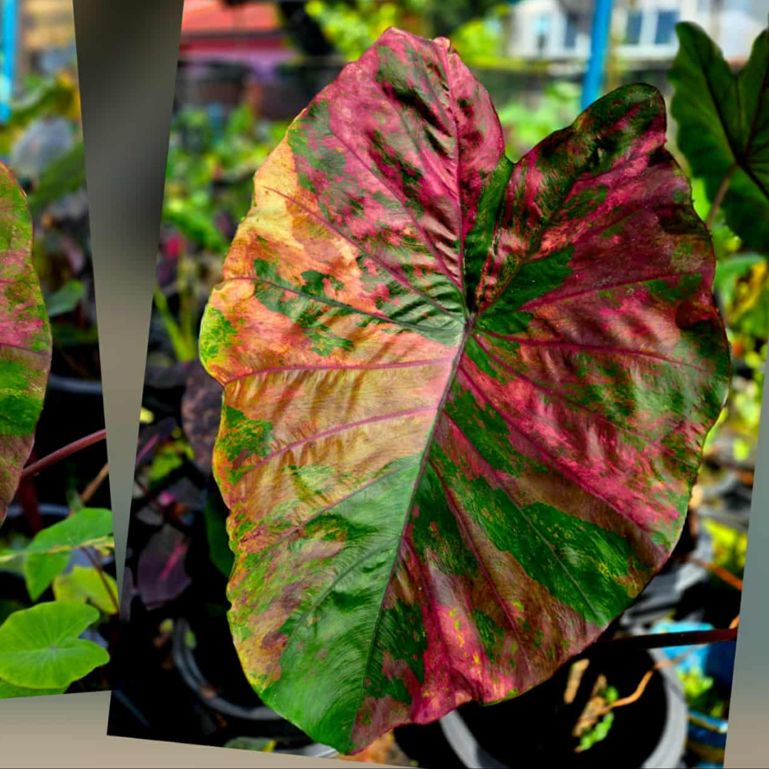 Colocasia Candy Crush - (PRE-ORDER)