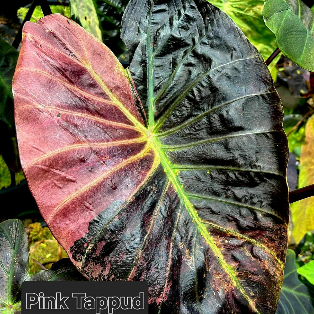 Colocasia Pink Tappud - (PRE-ORDER)