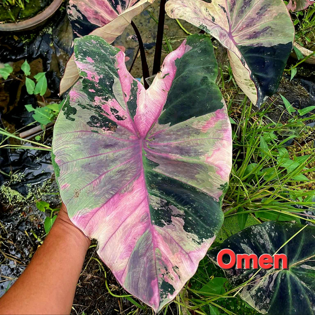 Colocasia Omen - (PRE-ORDER)