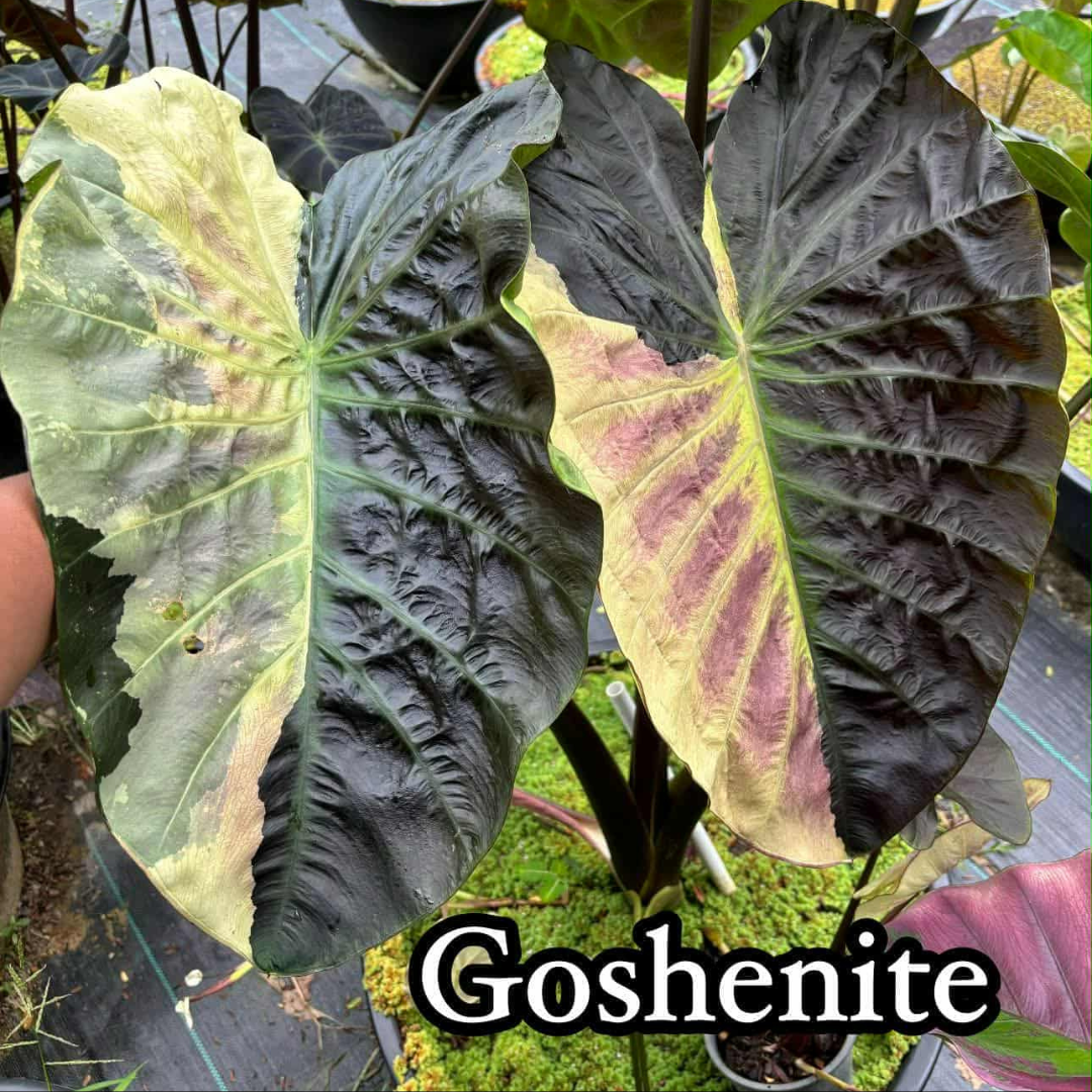 Colocasia Goshenite - (PRE-ORDER)