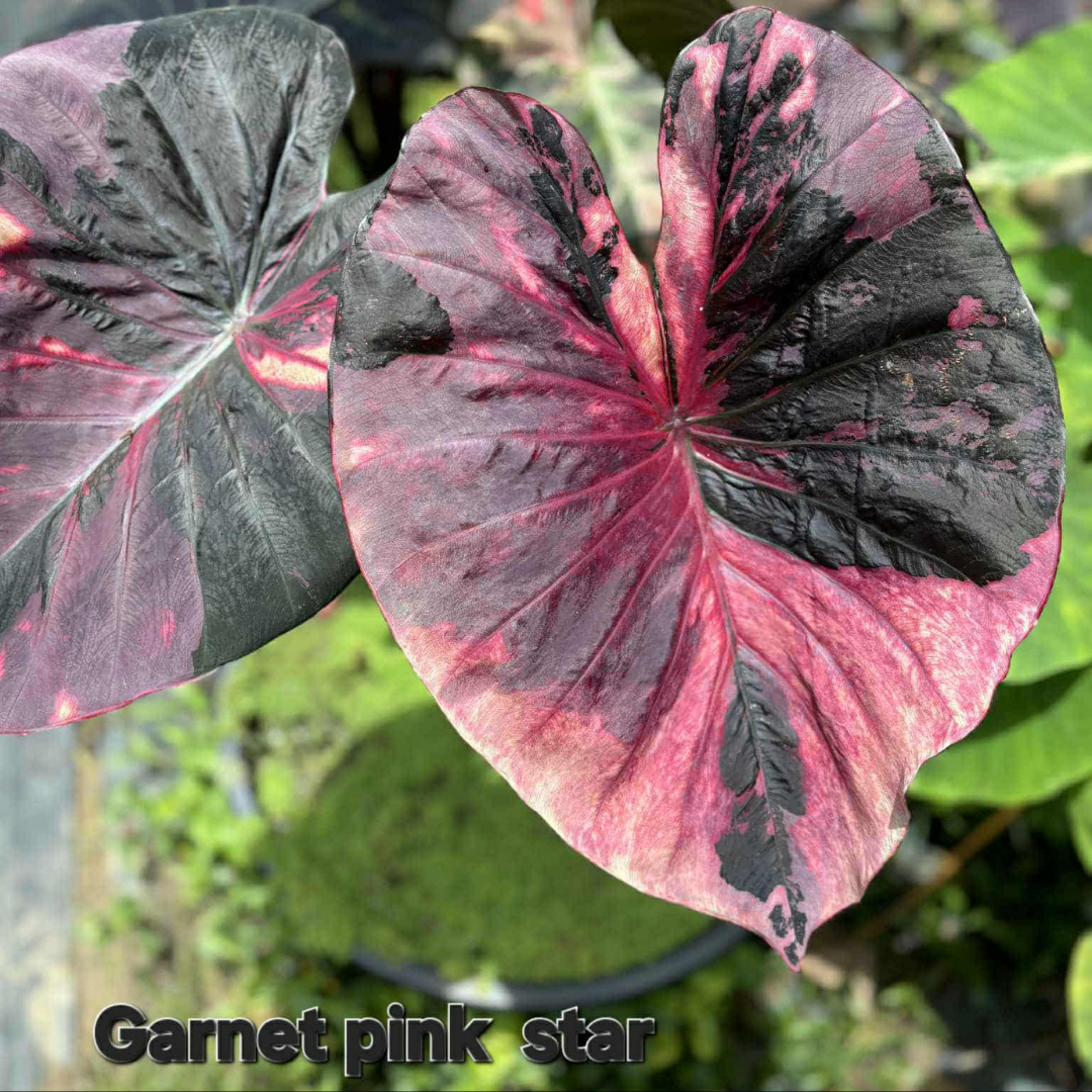 Colocasia Garnet Pink Star - (PRE-ORDER)