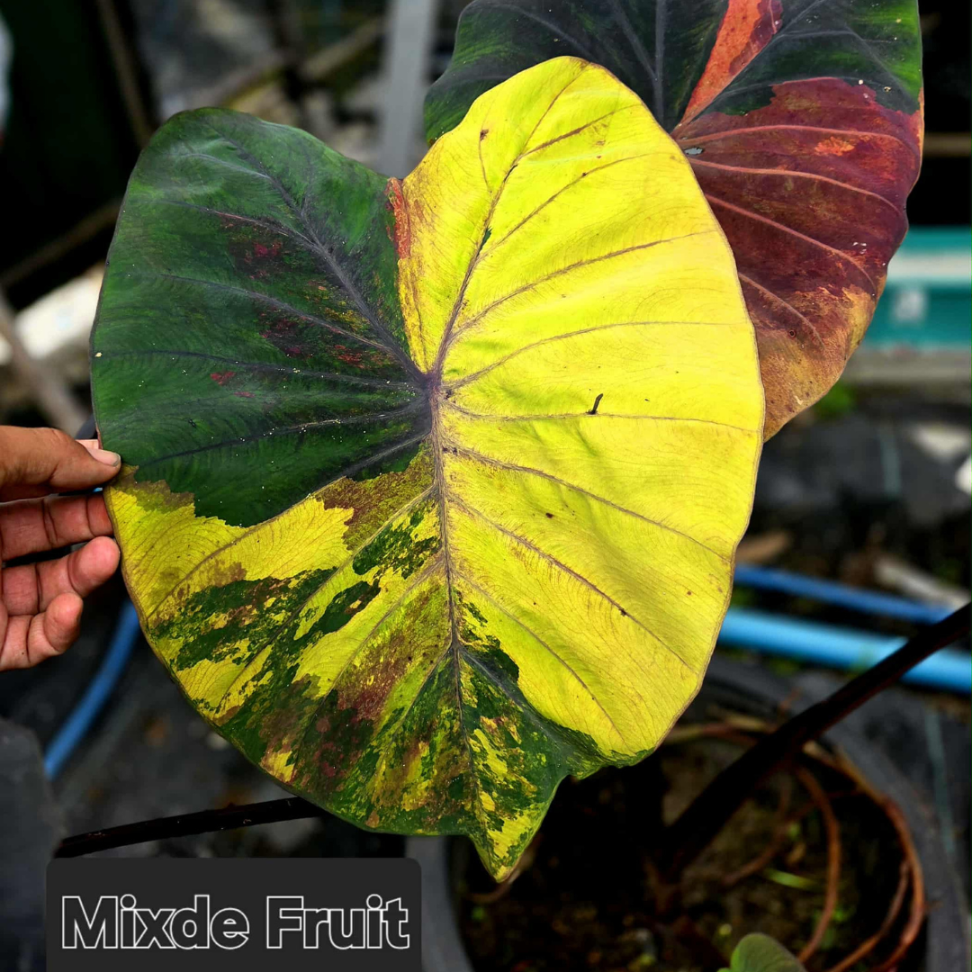 Colocasia Mixed Fruit - (PRE-ORDER)