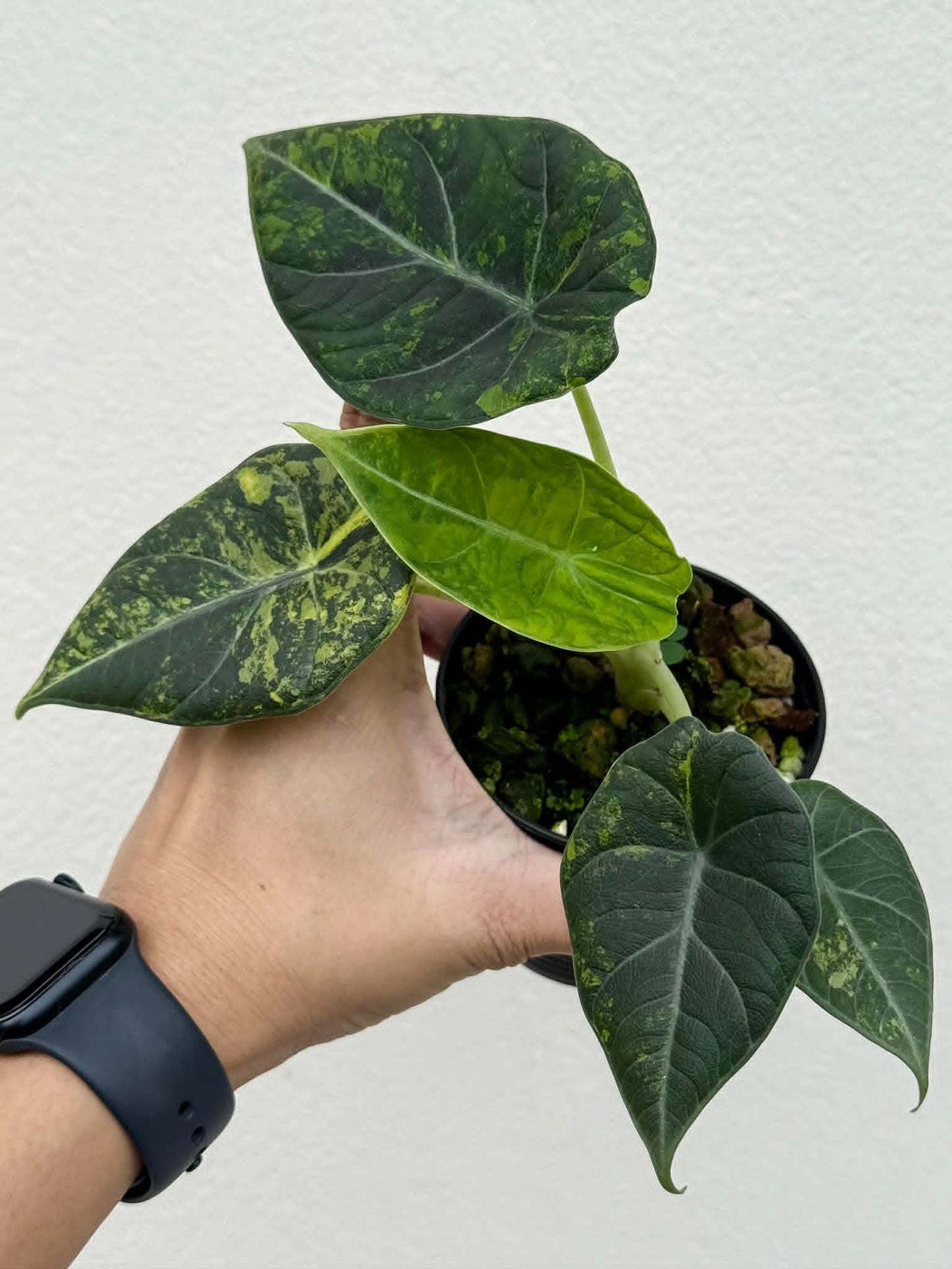 Alocasia  Maharani Golden Lime - Pre Order