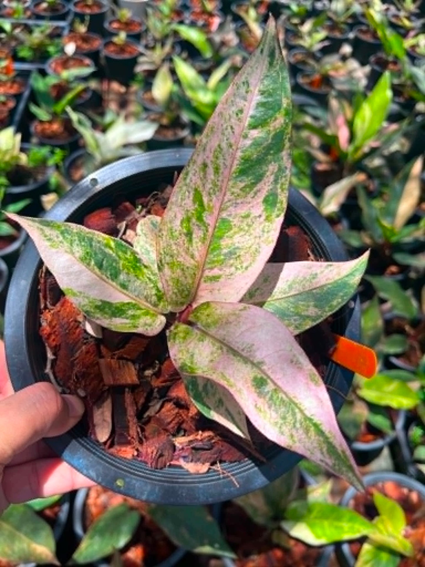 Anthurium 'Renaissance' Variegated - Pre Order