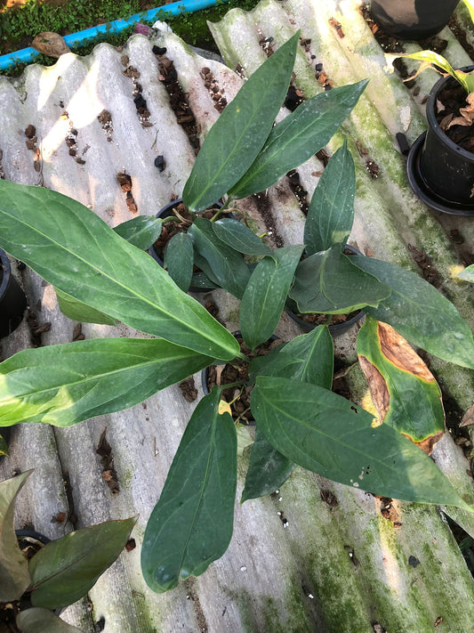 Rare Anthurium seed or seedling hybrids pre orders for Fuzzy Roots