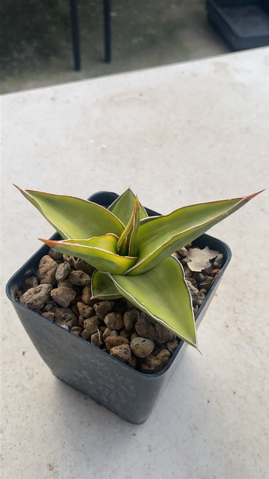 Rare Plant pre orders from Fuzzy Roots