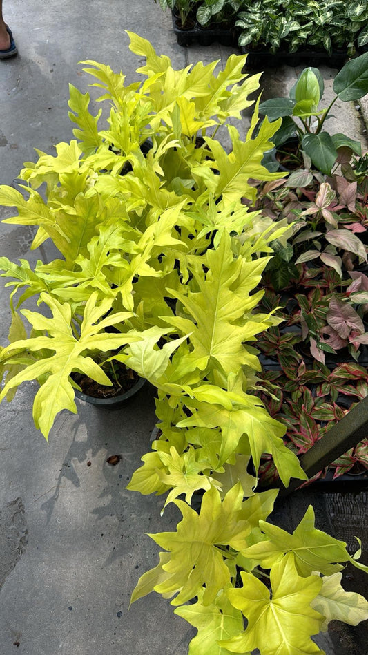 Rare Plant pre orders from Fuzzy Roots