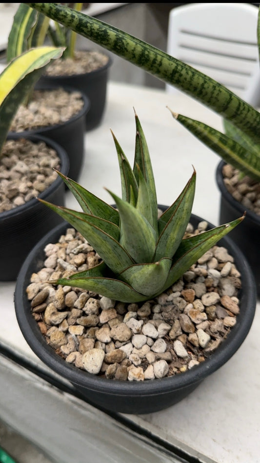 Rare Plant pre orders from Fuzzy Roots