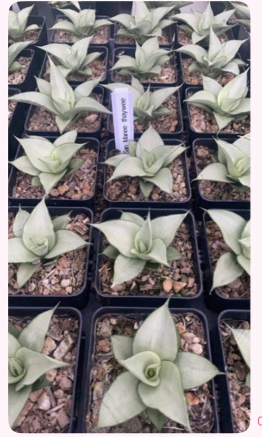Rare Plant pre orders from Fuzzy Roots