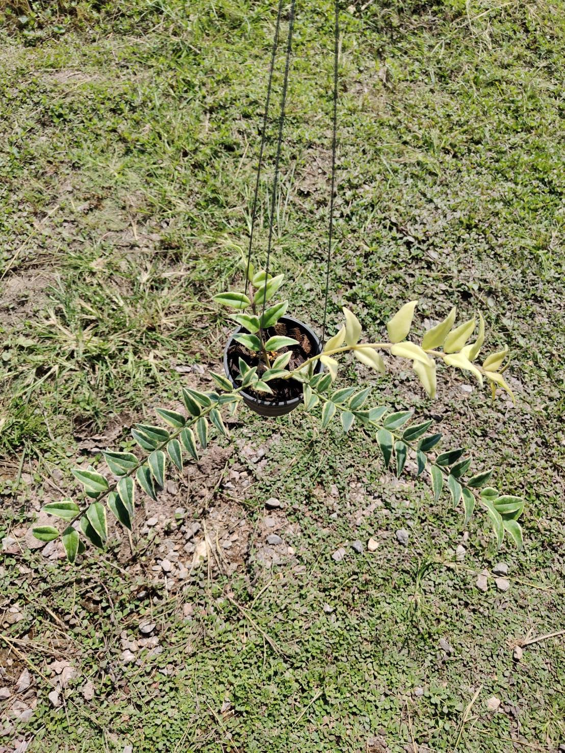 Rare Plant pre orders from Fuzzy Roots