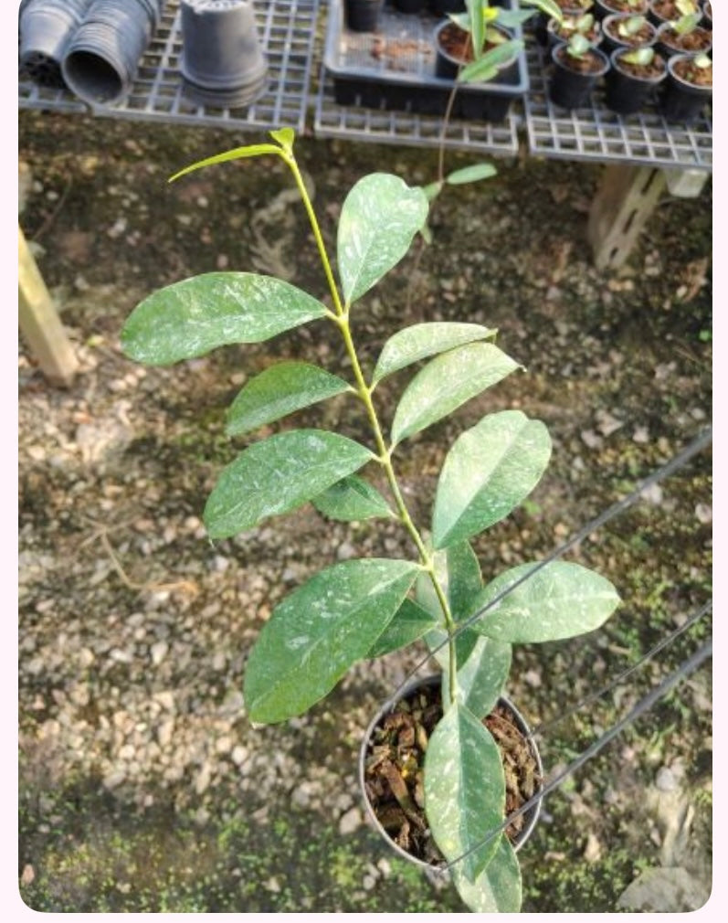 Rare Plant pre orders from Fuzzy Roots