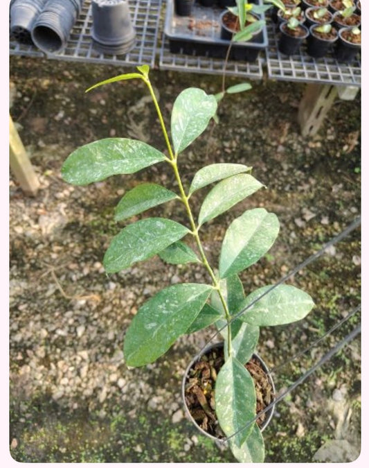 Rare Plant pre orders from Fuzzy Roots