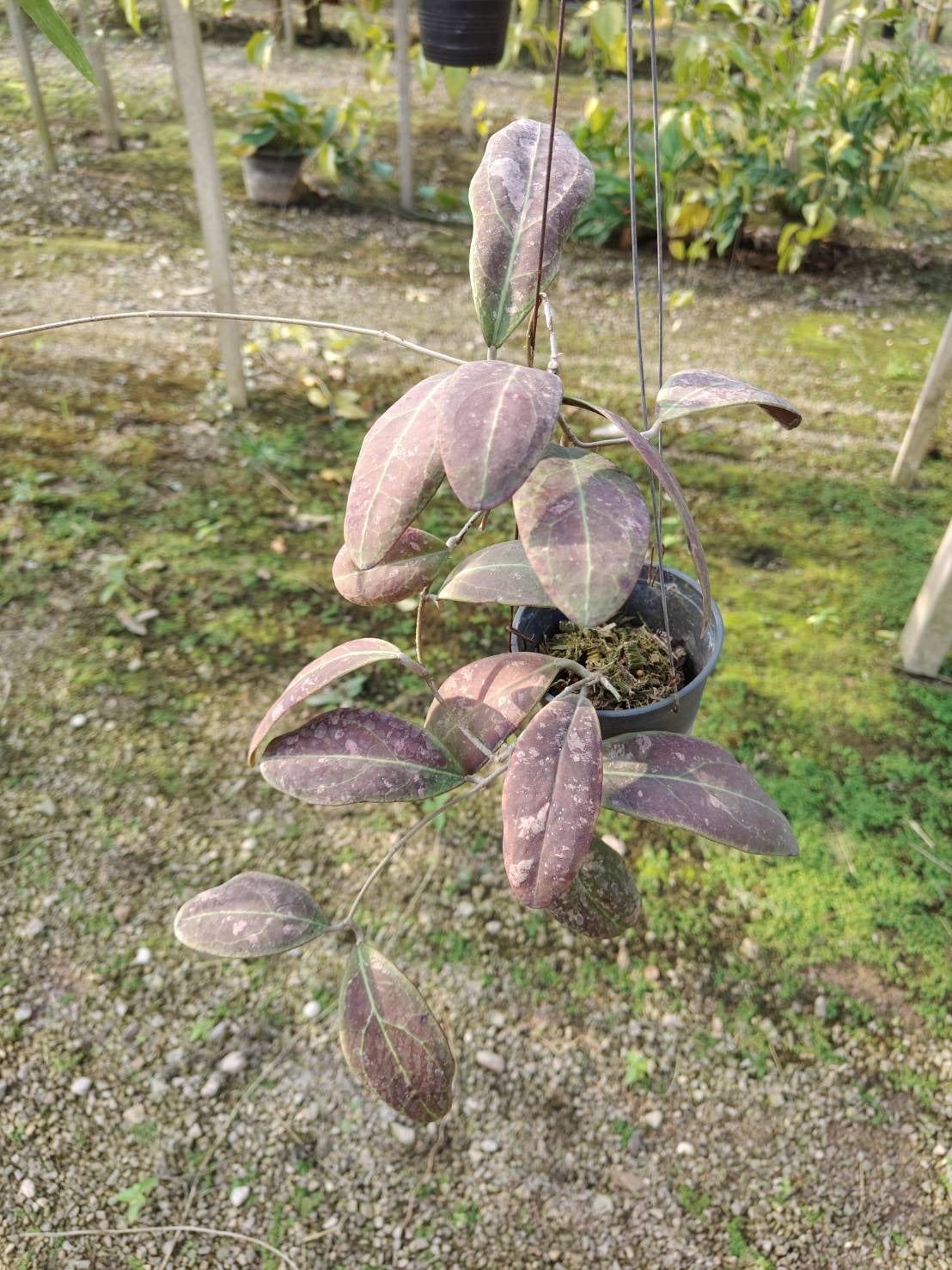 Rare Plant pre orders from Fuzzy Roots