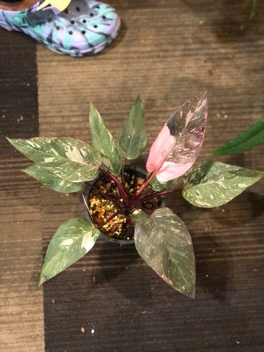 Rare Plant pre orders from Fuzzy Roots