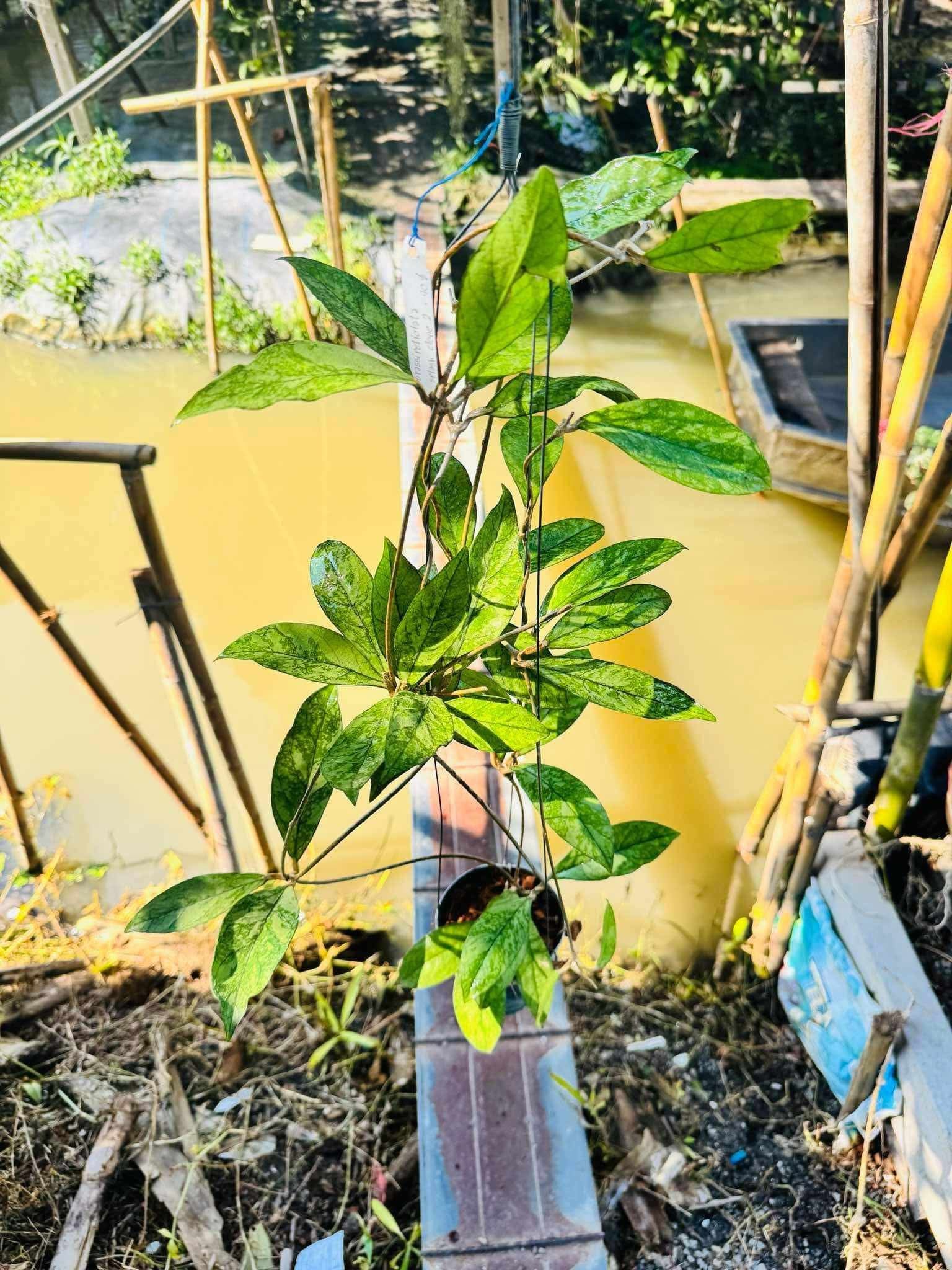 Rare Plant pre orders from Fuzzy Roots