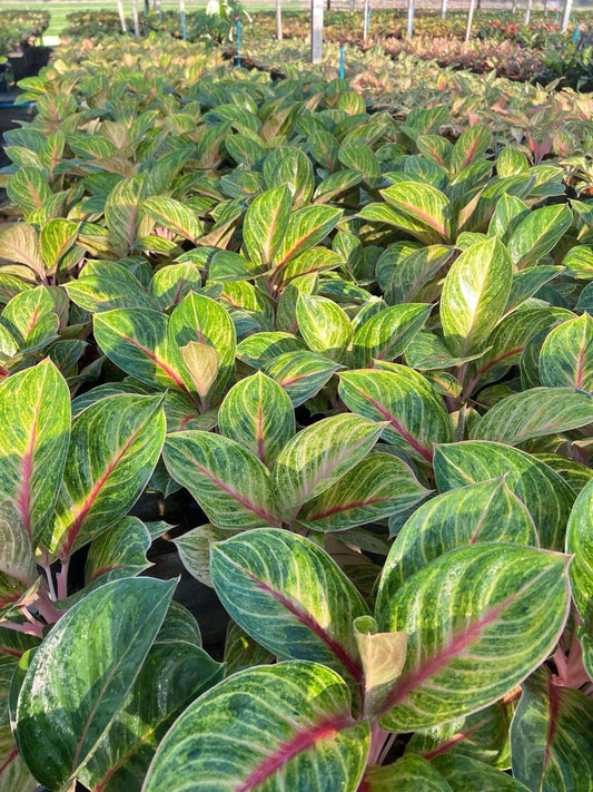 Rare Plant pre orders from Fuzzy Roots