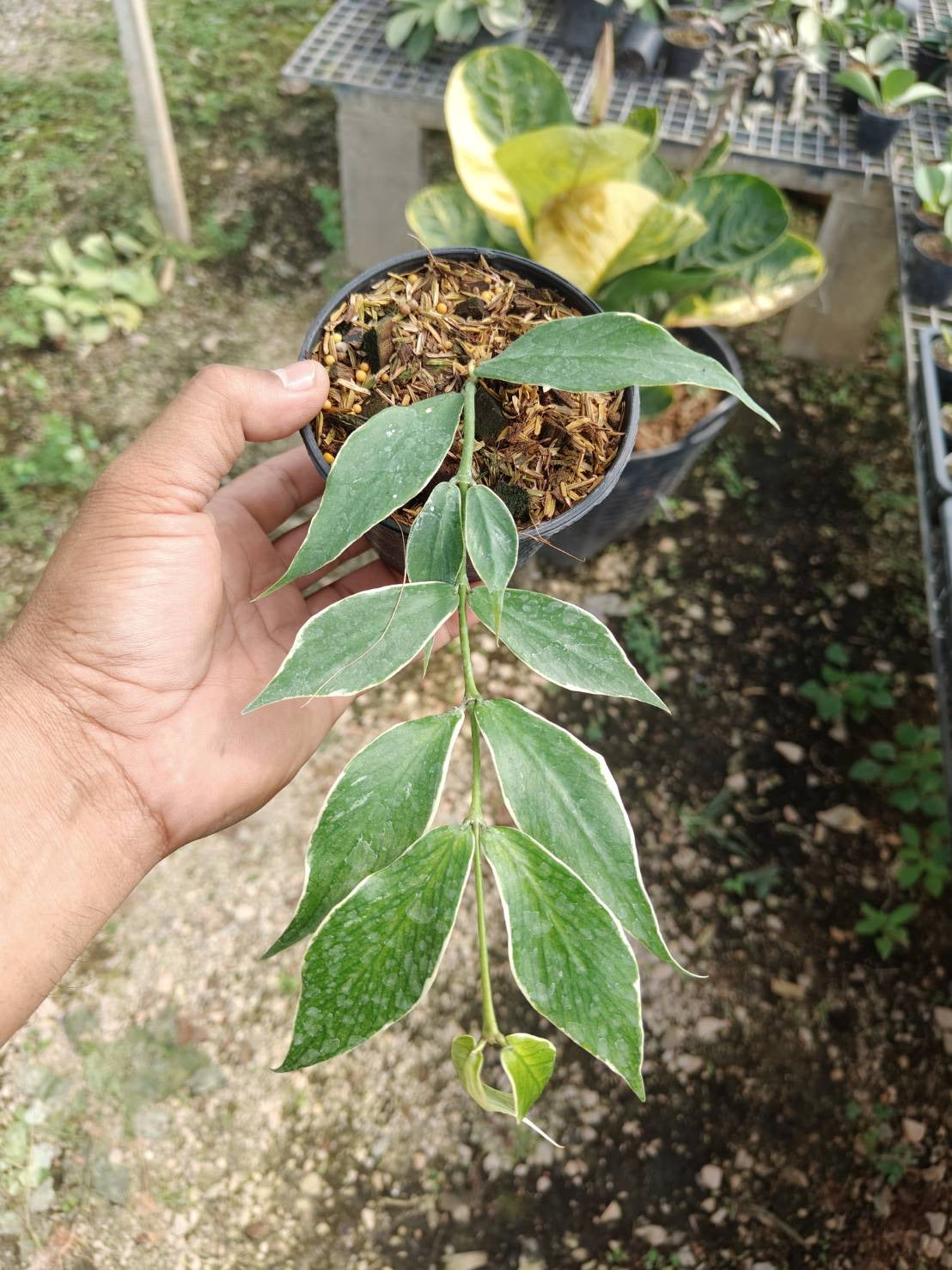 Rare Plant pre orders from Fuzzy Roots