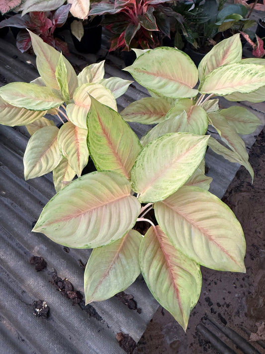 Rare Plant pre orders from Fuzzy Roots