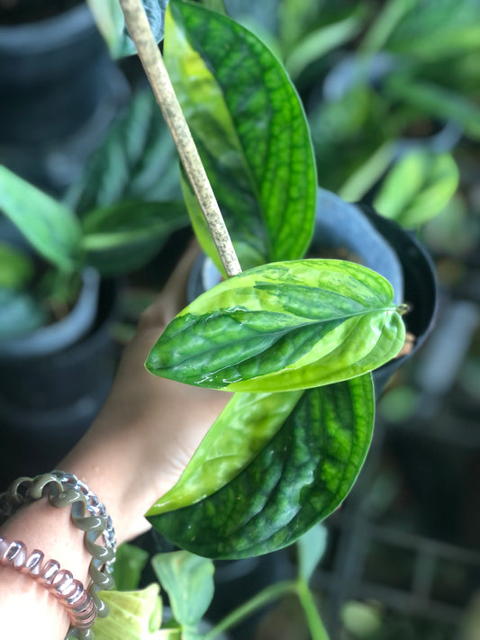 Rare Plant pre orders from Fuzzy Roots