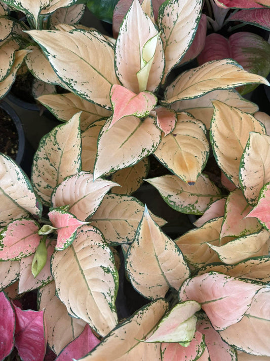 Rare Plant pre orders from Fuzzy Roots