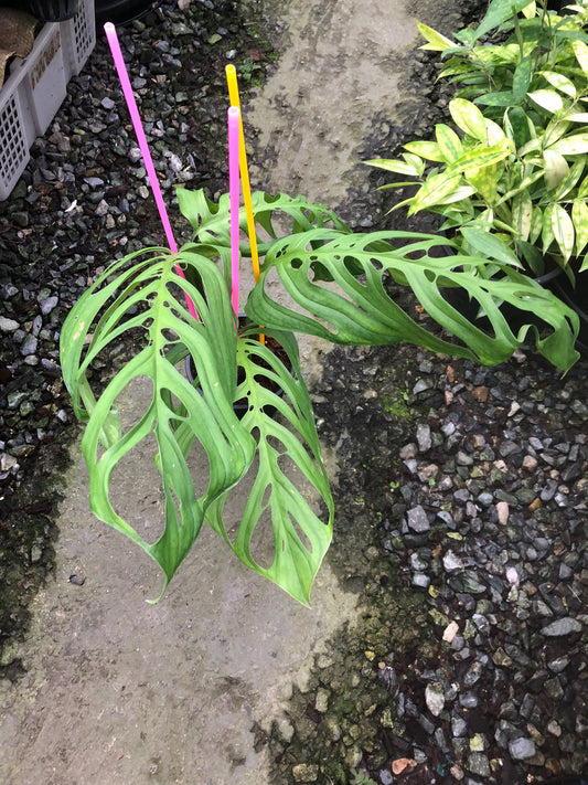 Rare Plant pre orders from Fuzzy Roots