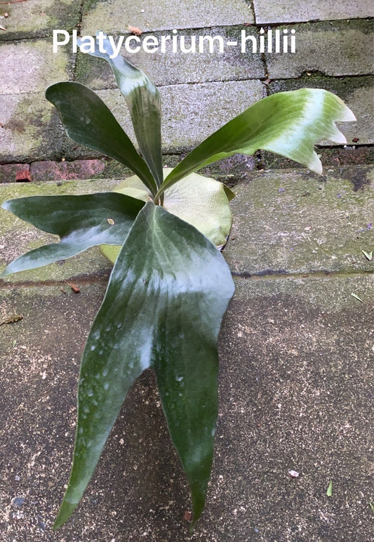 Rare Plant pre orders from Fuzzy Roots