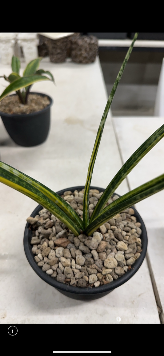Rare Plant pre orders from Fuzzy Roots