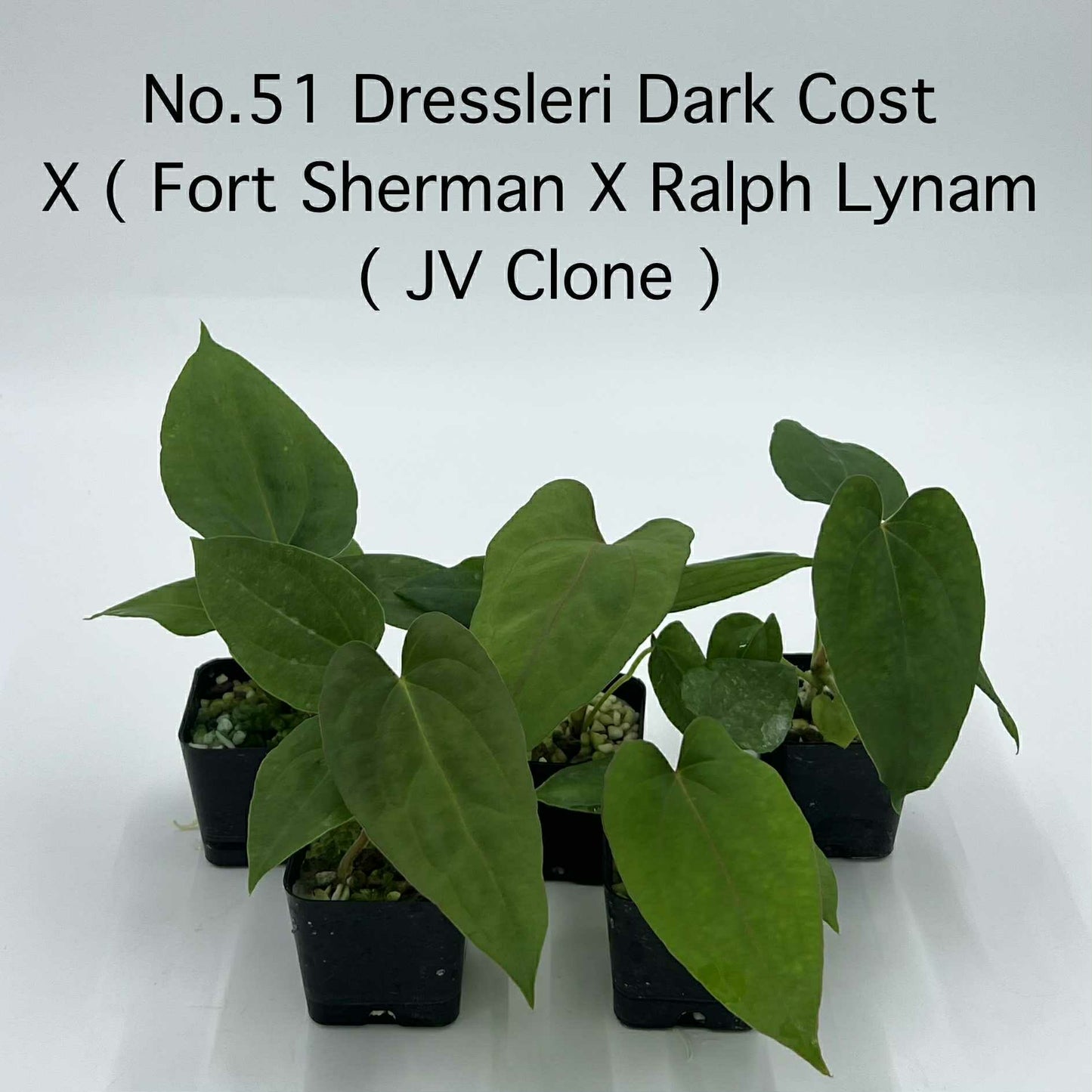 Rare Plant pre orders from Fuzzy Roots