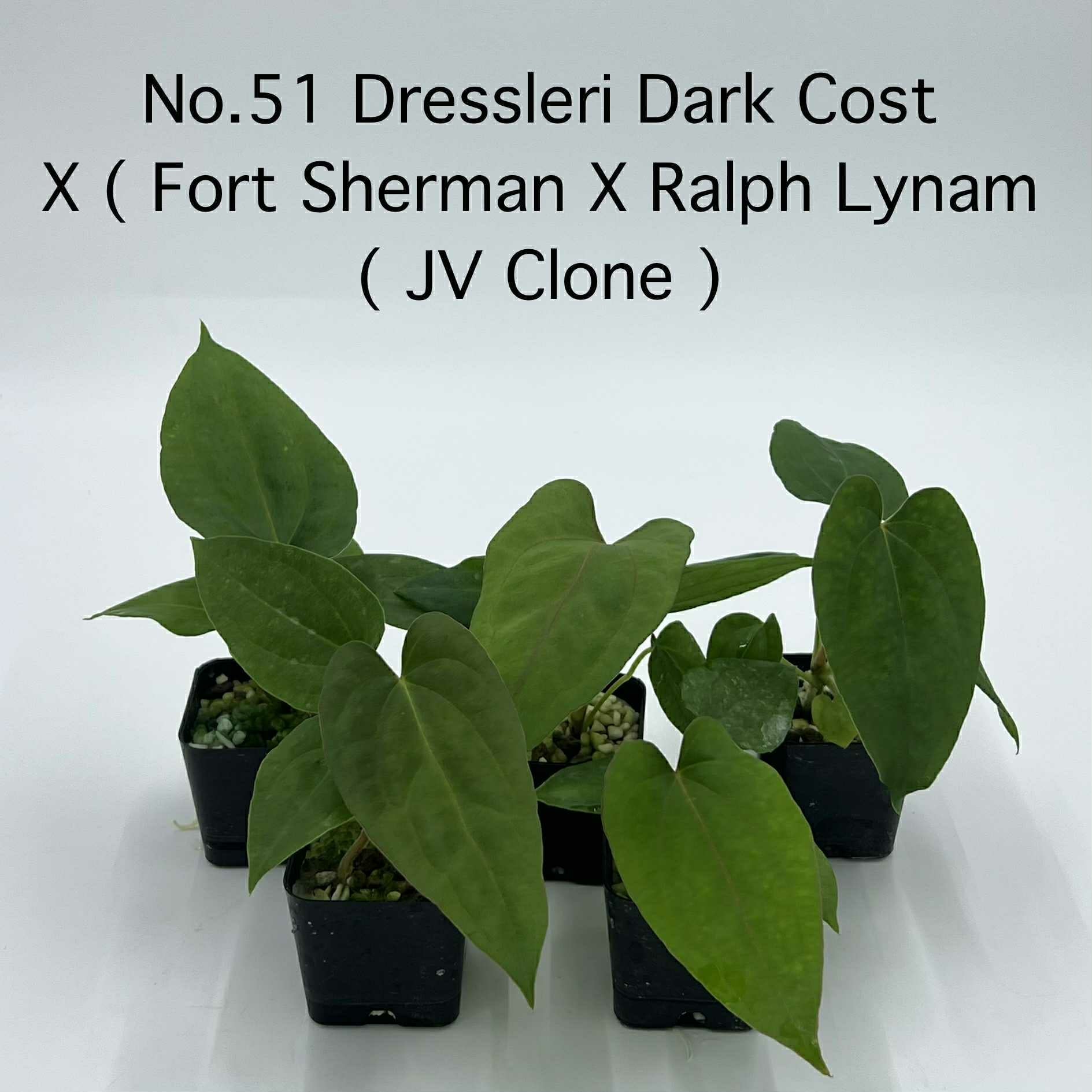 Rare Plant pre orders from Fuzzy Roots