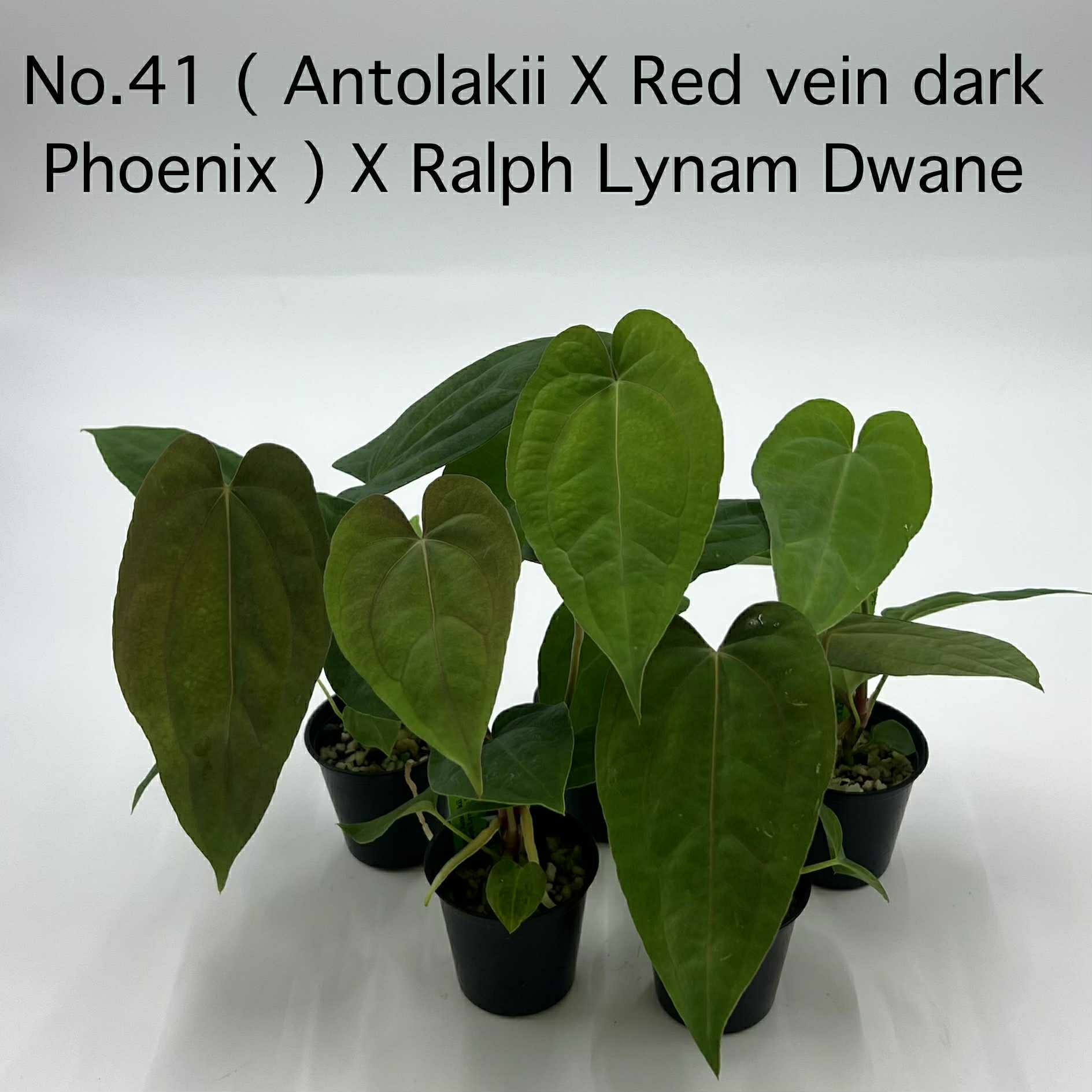 Rare Plant pre orders from Fuzzy Roots