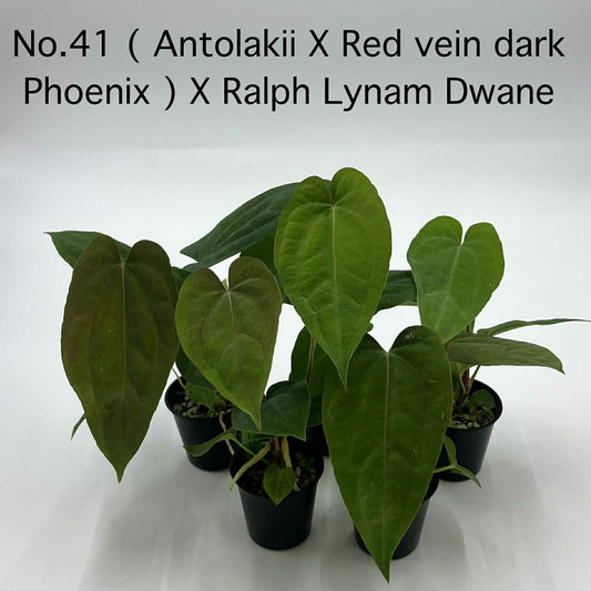 Rare Plant pre orders from Fuzzy Roots