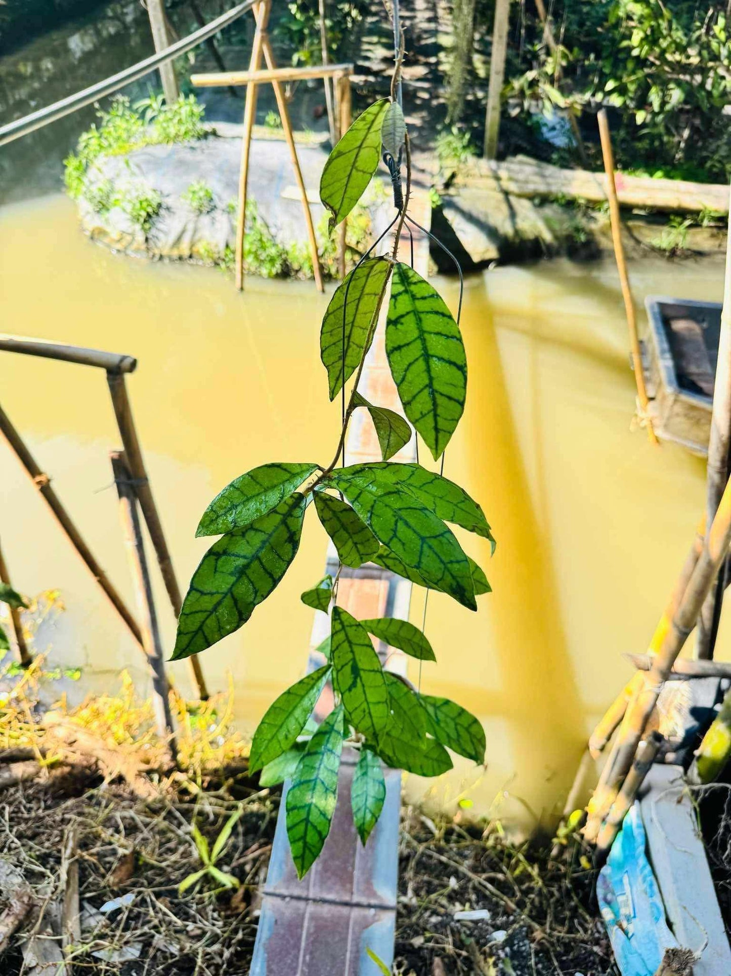 Rare Plant pre orders from Fuzzy Roots