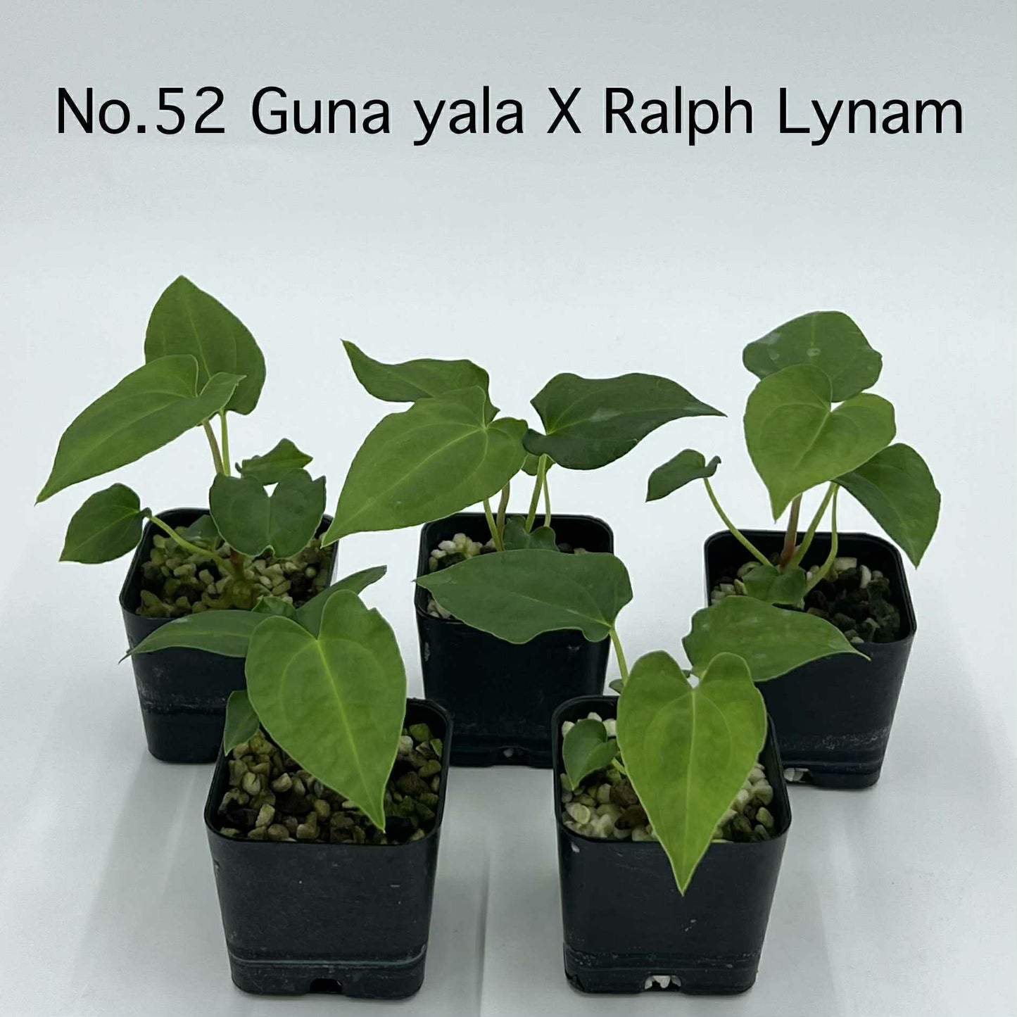 Rare Plant pre orders from Fuzzy Roots