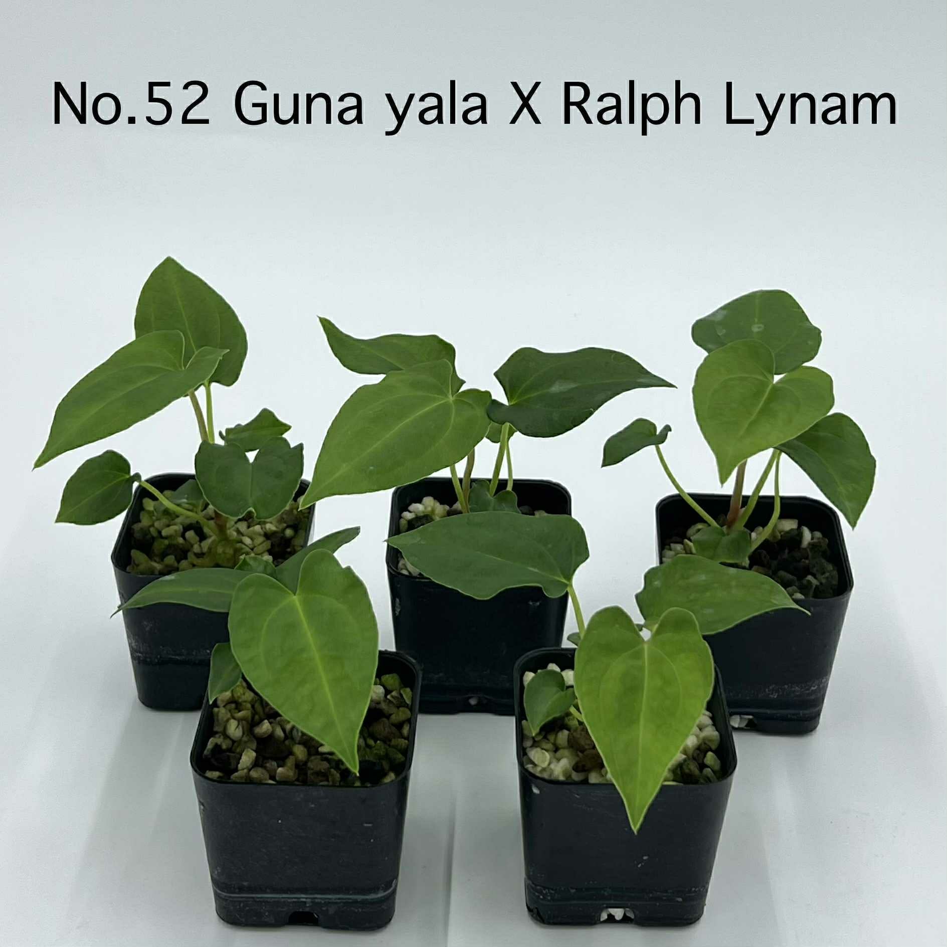 Rare Plant pre orders from Fuzzy Roots