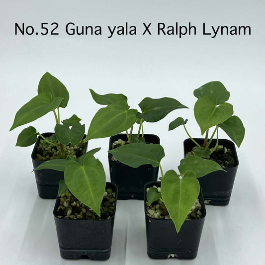 Rare Plant pre orders from Fuzzy Roots