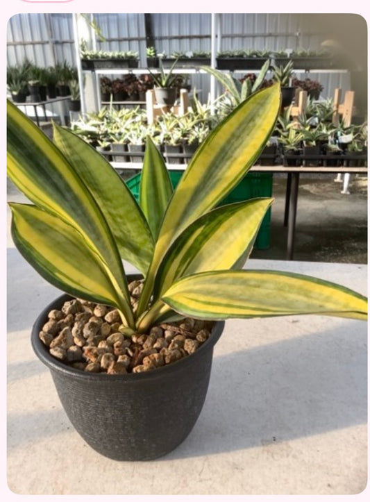 Rare Plant pre orders from Fuzzy Roots