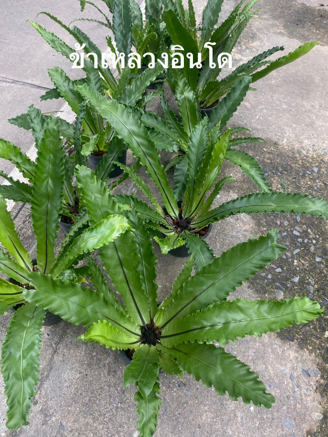 Ferns (Pre-Orders) – Fuzzy Roots