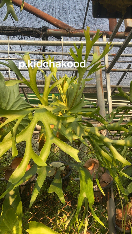 Rare Plant pre orders from Fuzzy Roots