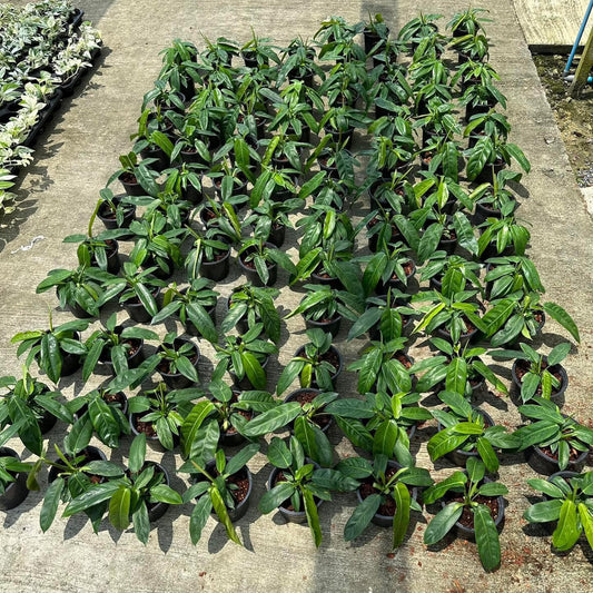 Rare Plant pre orders from Fuzzy Roots